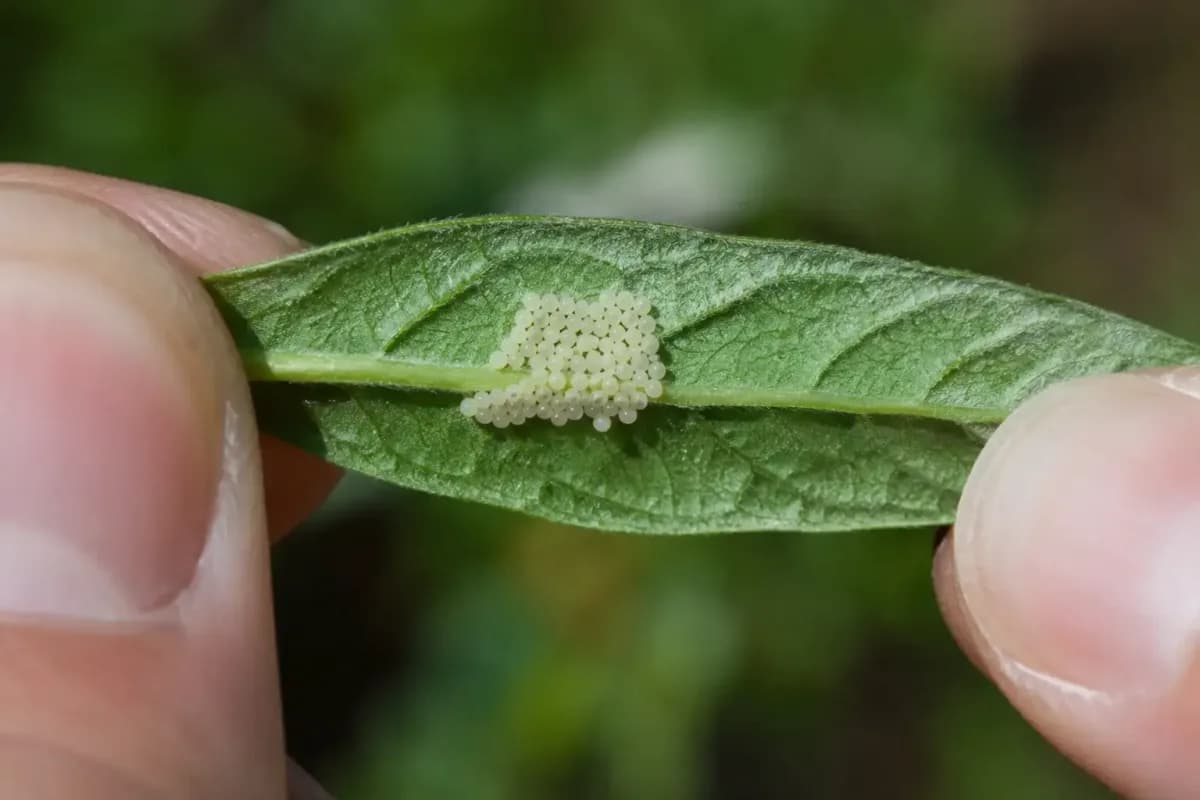 A cluster of insect eggs on a leaf underside, illustrating tools for identifying insect eggs and larvae.